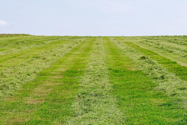 写真 広い畑に緑の草を刈る青空の下の緑の草の背景