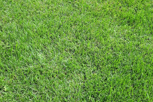 여름날 배경으로 풀밭에 잔디를 깎은 천연 잔디를 닫습니다.