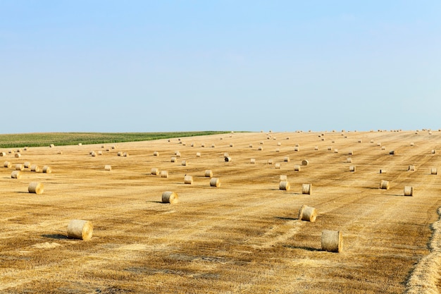 Mown straw remaining after harvesting wheat