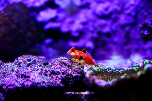 Moyeri Ruby Red Dragonet - (Synchiropus sycorax)