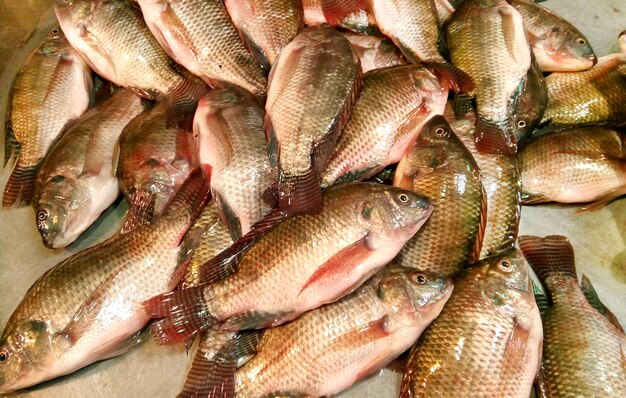 Mozambique tilapia vis uit Zuid-Azië