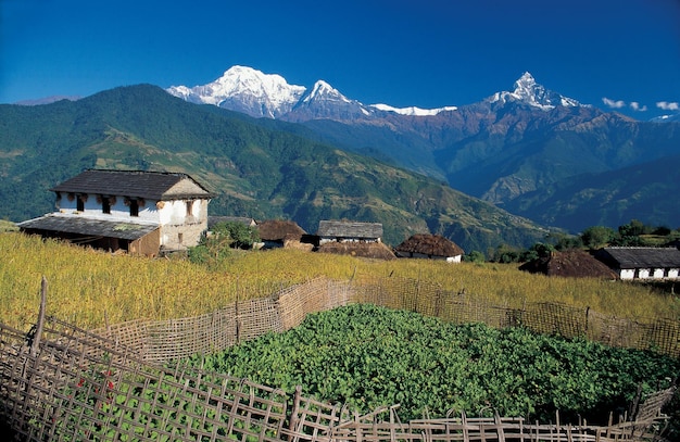 Mt fishtail and annapurna range with kodo millet fields as seen from dhampus village nepal