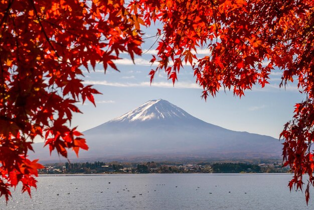 Mt Fuji in autumn with red maple leaves