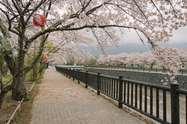 Foto mt fuji e cherry blossom al lago kawaguchiko