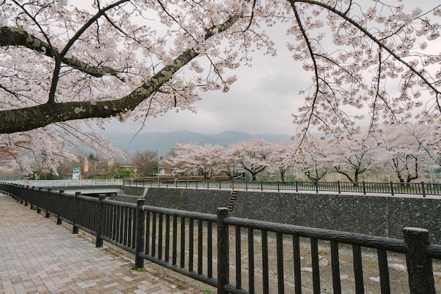 Photo mt fuji and cherry blossom at lake kawaguchiko