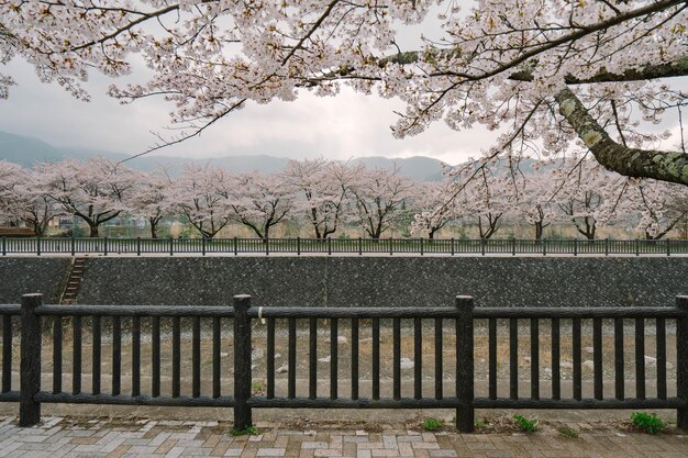 Photo mt fuji and cherry blossom at lake kawaguchiko