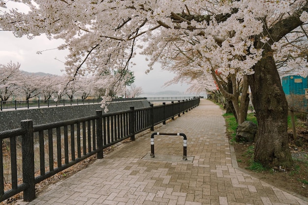 Photo mt fuji and cherry blossom at lake kawaguchiko