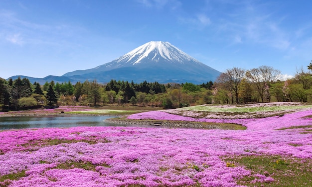 Foto mt fuji en cherry blossom