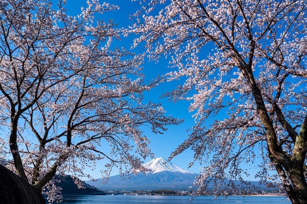 Mt. Fuji in de de lentetijd met kers komt bij kawaguchiko Fujiyoshida, Japan tot bloei.