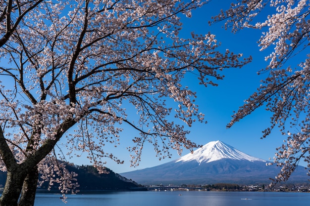 Mt. Fuji in de de lentetijd met kers komt bij kawaguchiko Fujiyoshida, Japan tot bloei.