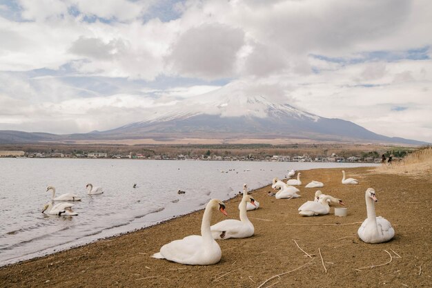 写真 白鳥と山中湖の朝の富士山 山中湖日本