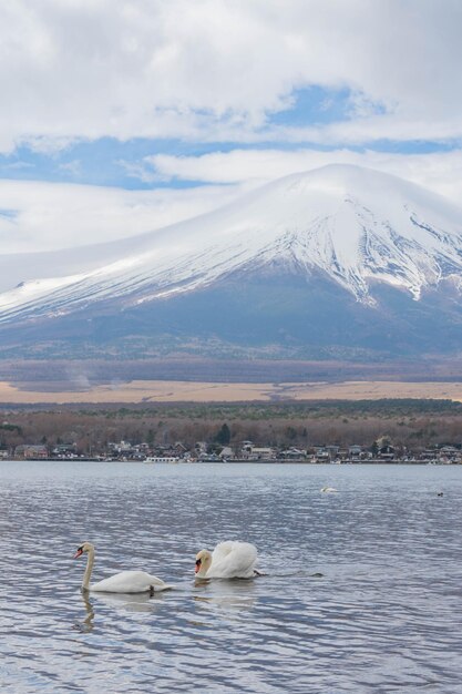 Фото Гора фудзи утром на озере яманака с лебедем яманакако япония