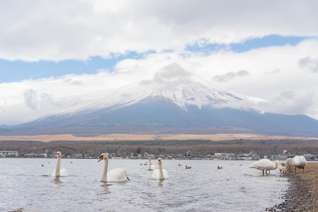 Гора фудзи утром на озере яманака с лебедем Яманакако Япония