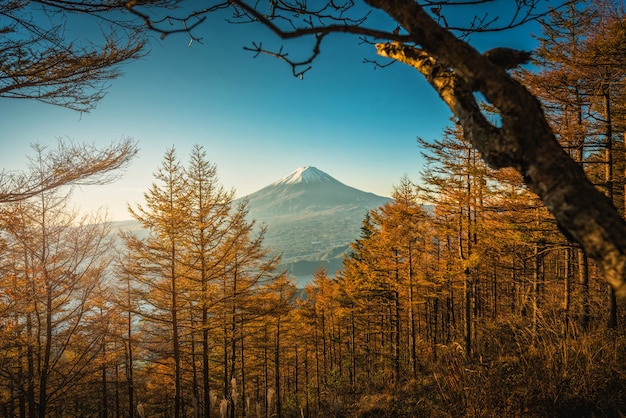 Mt. Фудзи с осенними соснами на рассвете в Фуджикавагутико, Япония.
