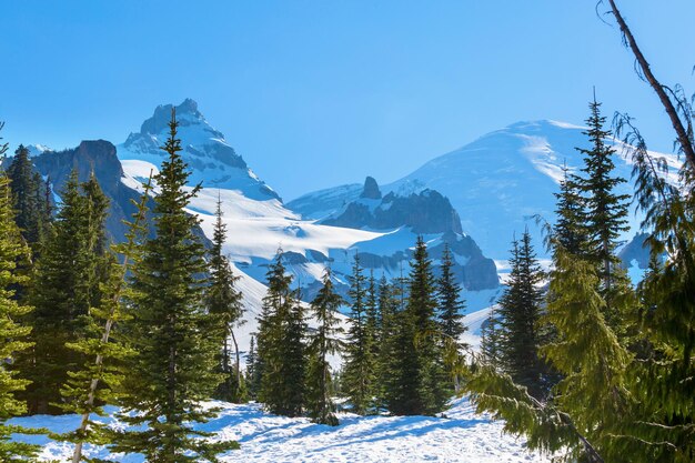 Mt Rainier in early summer