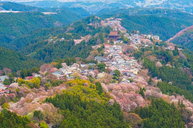 사진 요시노 산의 체리 꽃