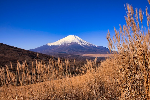 Photo mtfuji in the japanese pampas grass field