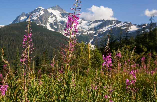 MtShuksan