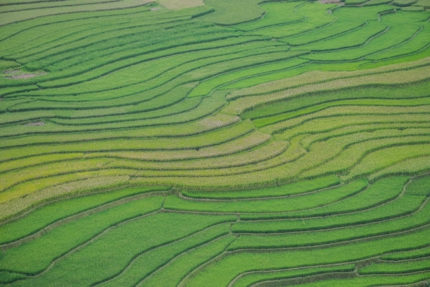 Mu Chang Chai rice terraced