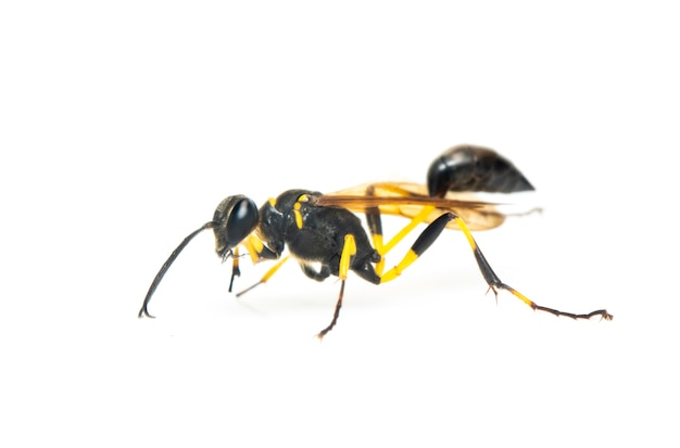 진흙 dauber wasp (Sphecidae) 절연. 곤충. 동물.