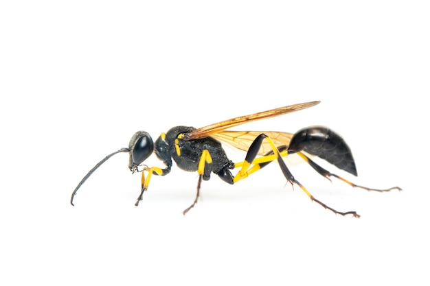 진흙 dauber wasp (Sphecidae) 절연. 곤충. 동물.