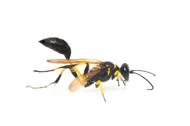 Fango dauber vespa (sphecidae) isolato. insetto. animale.