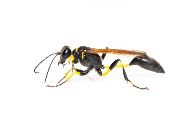 Photo mud dauber wasp(sphecidae) isolated. insect. animal.