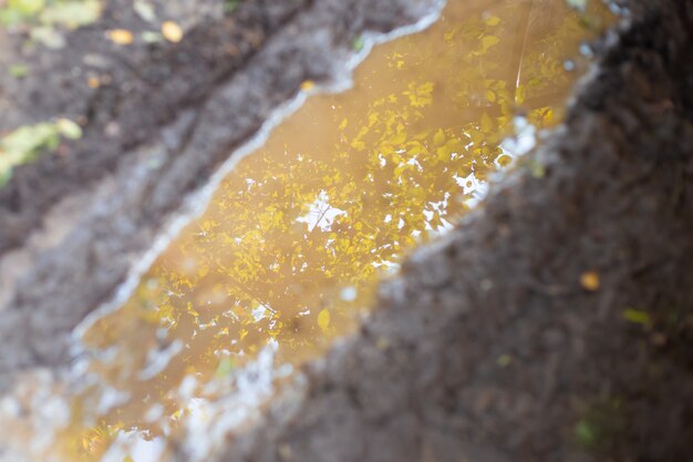 Fango e pozzanghera in autunno riflesso di un albero con foglie ingiallite nell'acqua sfocata focus