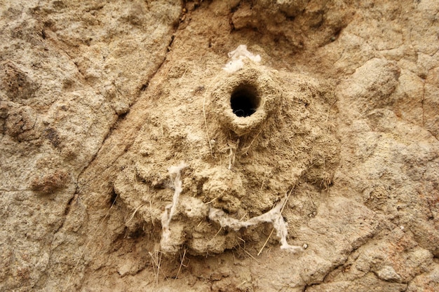 Mud swallow nests