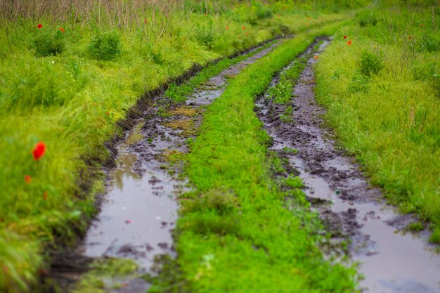 Mud track from a car among a green field after rain.