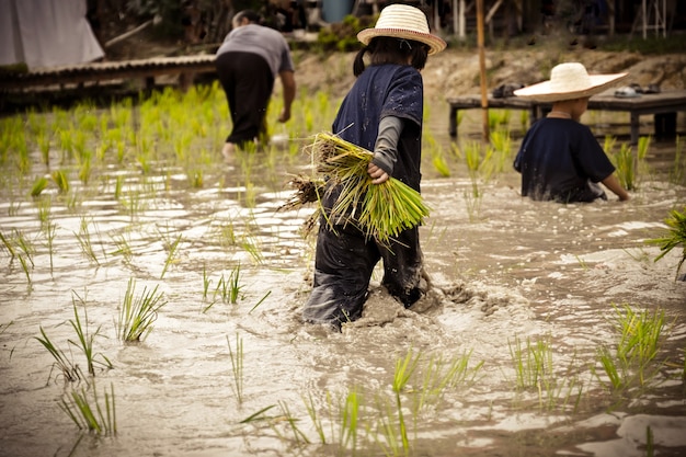 Behind the muddy Asian kid enjoys planting rice in the field farm for learning how the rice growing outdoor activity for kids and agriculture farmers in Thailand.