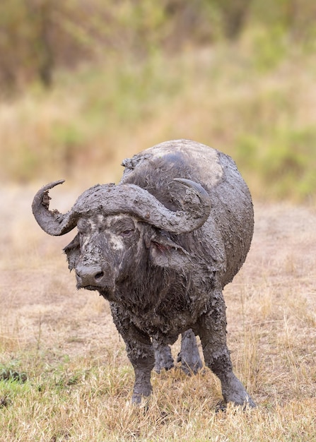 Muddy Cape Buffalo in Africa