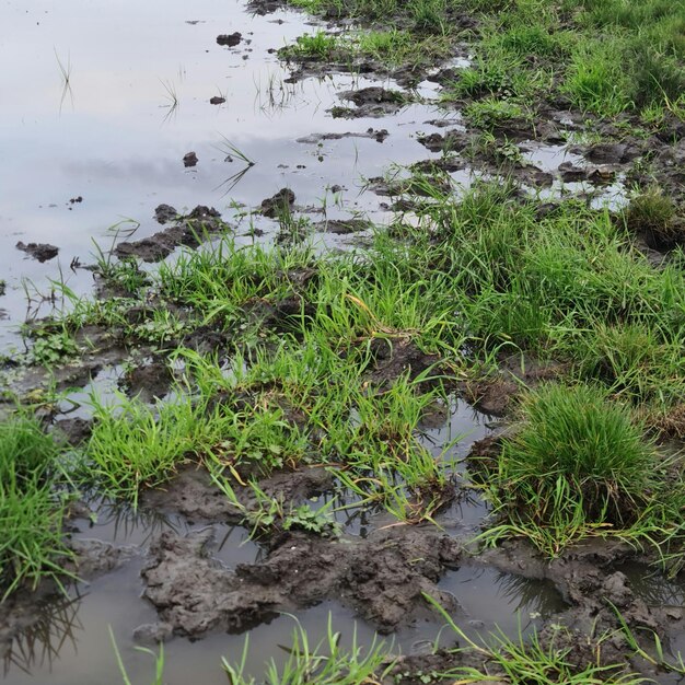 A muddy field with grass and water in it