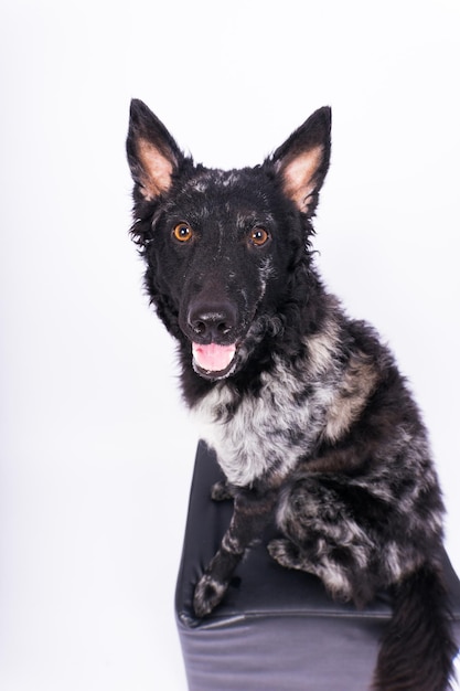 Mudi shepherd in front of white background studio and interior photo