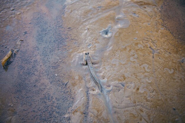 Photo mudskipper amphibious fish which can lives in water and out of water