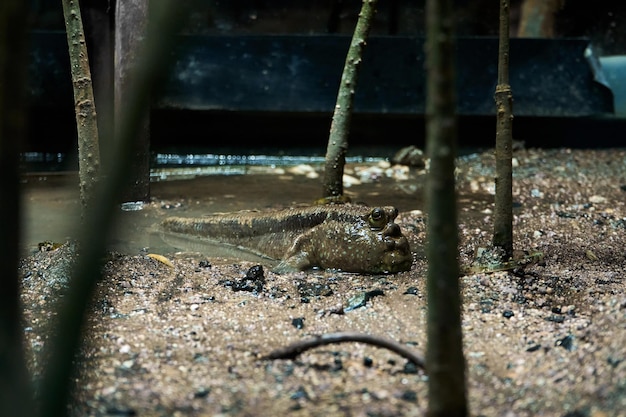 Photo mudskipper fish hiding in mud swamp close up