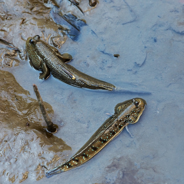 Mudskipper of Amfibische vis