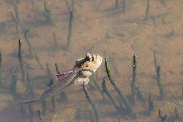 Photo mudskipper swimming and basking in the sun