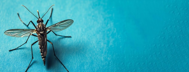 Foto mug op een rustige blauwe achtergrond, vastgelegd in macro