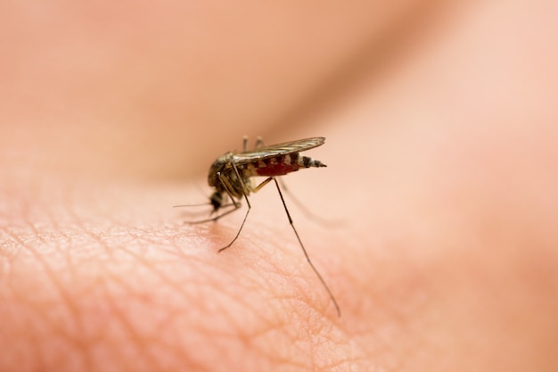 Mug zuigt bloed aan de arm, vervelende plaag, schadelijk insect