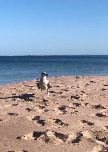 Foto muggels op het strand