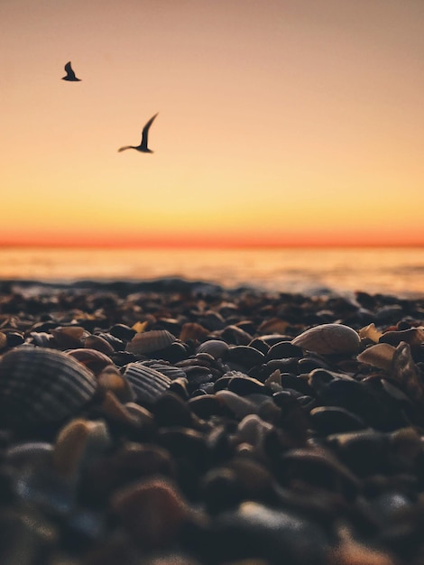 Foto muggels vliegen over de zee tegen de lucht tijdens de zonsondergang