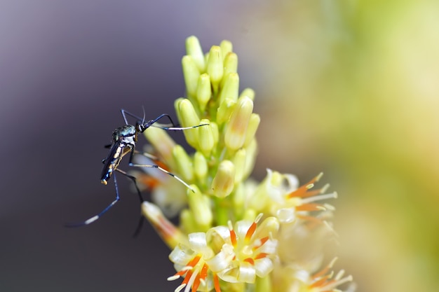 Muggen eten bloemen