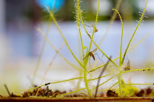 Muggen gevangen door Byblis linilflora. De vangplaat van Drosera Byblis Liniflora