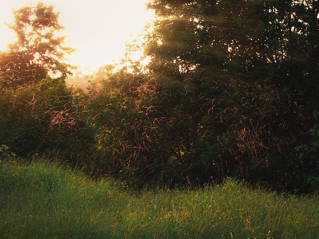 Muggen zwerm vliegen in zonsondergang licht