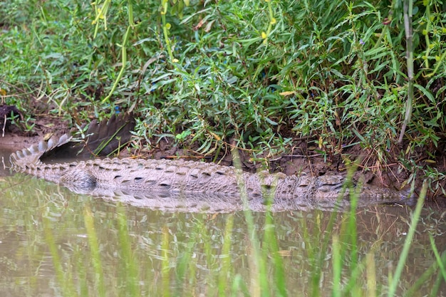 Photo mugger crocodile or crocodylus palustris on river bank