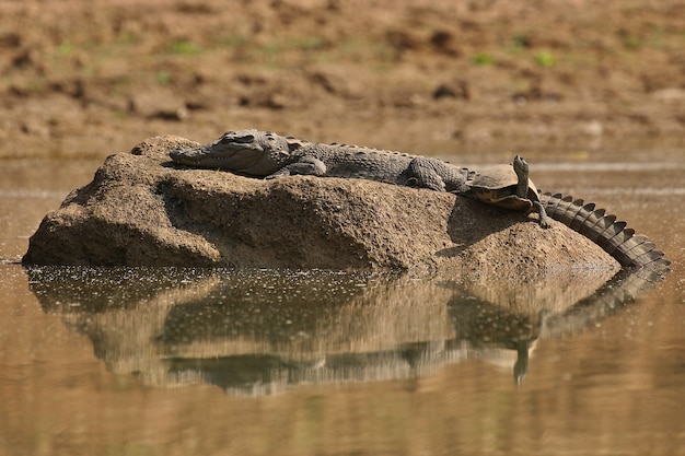 Крокодил-грабитель в реке
