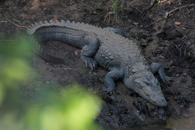 Mugger Crocodile