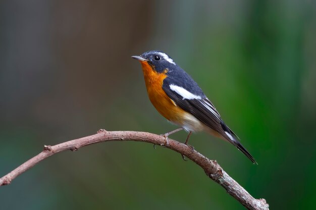 Mugimaki Flycatcher Ficedula mugimaki Beautiful Male Birds of Thailand