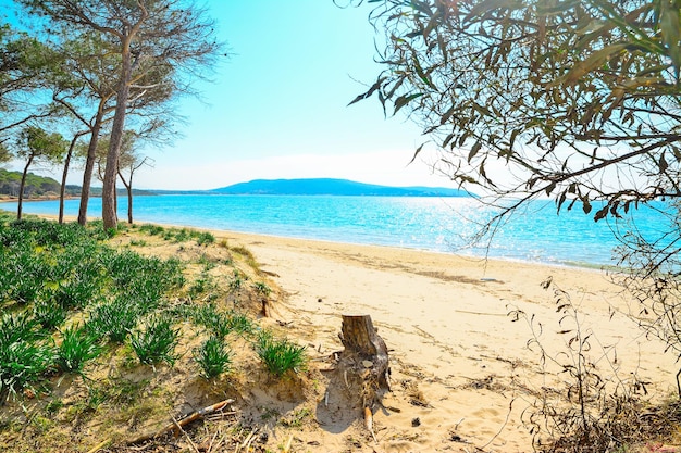 Mugoni pine forest by the sea Sardinia